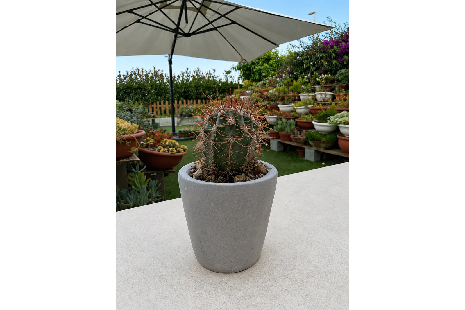 cactus 1600x1067