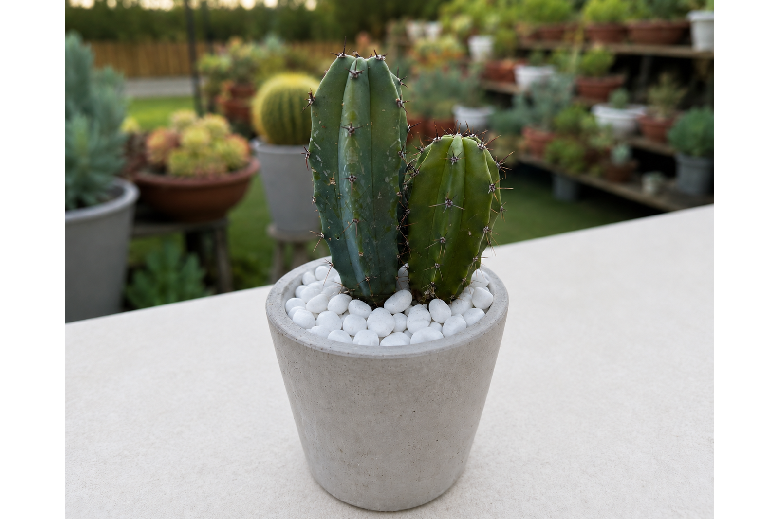 cactus doble 1600x1067