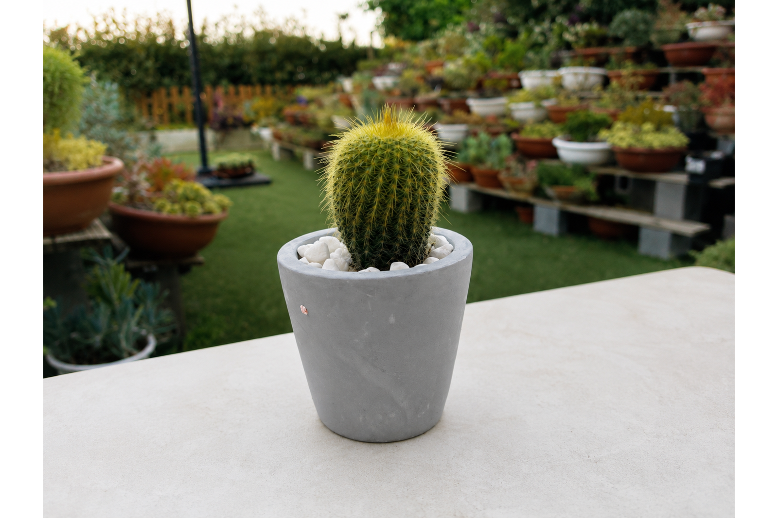 cactus yellow 1600x1067