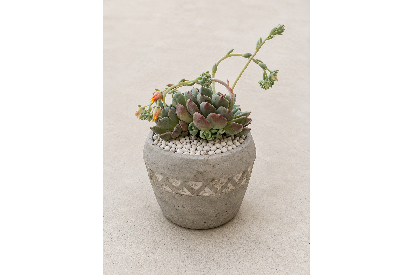 echeveria 1600x1067